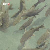 Where Are You Summer GIF by TRT