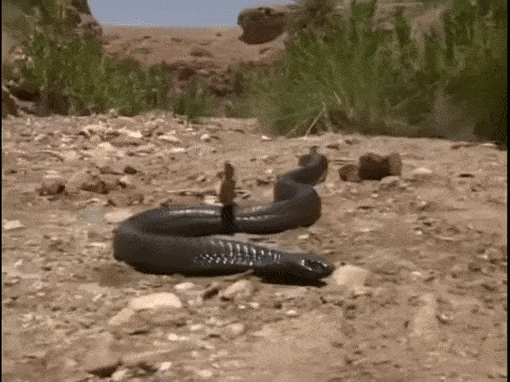 black snake GIF