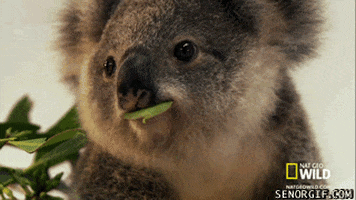close up koala GIF by Cheezburger