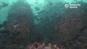 Travel Swimming GIF by Monterey Bay Aquarium