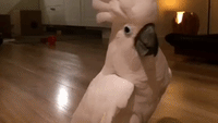 Cockatoo Enjoys Evening of Cuddles and Playtime With Owner