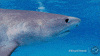 Discovery Side Eye GIF by Shark Week
