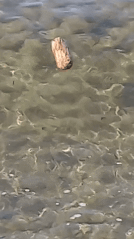 Simongip giphyupload GIF