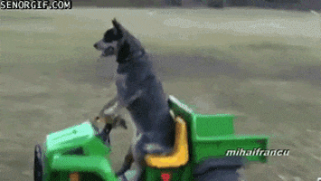 Dogs Driving GIF