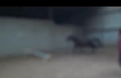 Horses Hurdles GIF