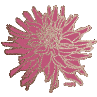 Pink Flower Dahlia Sticker