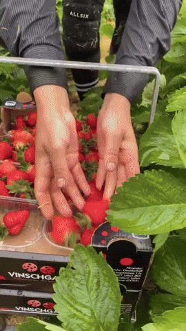 Altoadige Fragole GIF by Pur Südtirol