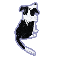 Bordercollie Sticker