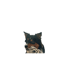 Dog Cooper Sticker by Kāpura Hospitality NZ