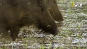 savage kingdom big cat week GIF by Nat Geo Wild 