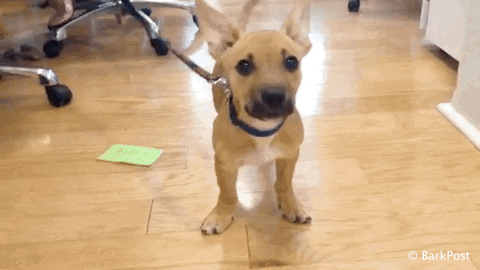 awesome dog GIF by The BarkPost 