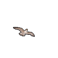Animation Flying Sticker
