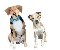 Binimissouri Sticker