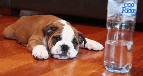 water puppy GIF