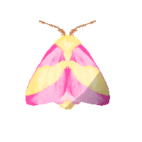 rikkipaepke fly butterfly wings bug Sticker