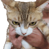 Cat 猫 GIF