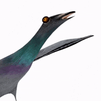 Pigeon GIF