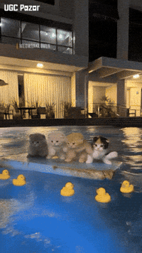 Cat Pool GIF by UGCPazar