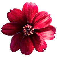 flower blossom Sticker by Volmary