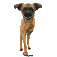 brussels griffon dance Sticker by MISO PUP