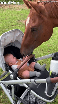 Baby Boy Meets Horse for the First Time