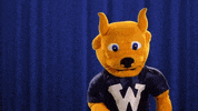 websteru webster webster university websteru websteruniversity GIF