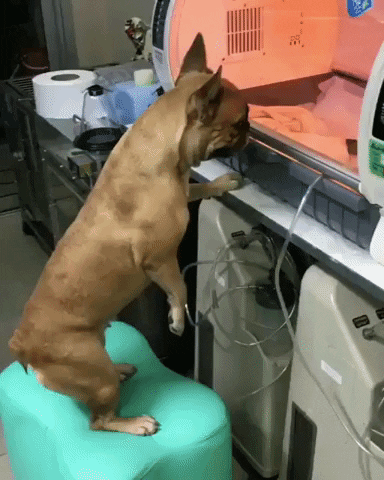 cuteanimalland giphyupload GIF