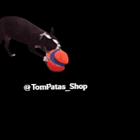 Boston Perros GIF by TomPatas_shop