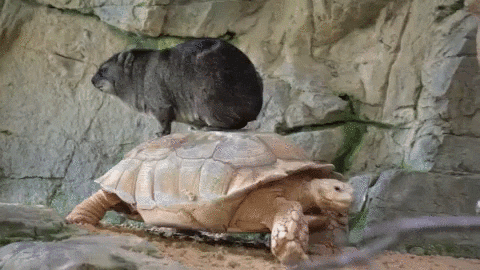 Turtle Beaver GIF
