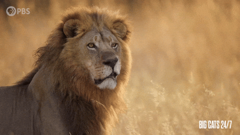 Say What Season 2 GIF by PBS