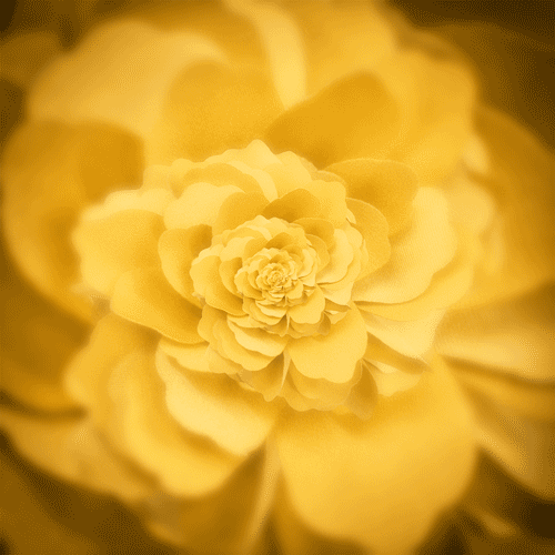 Loop Flower GIF