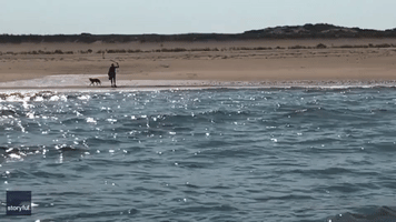 Fishermen Rescue Woman Spotted Fending Off Aggressive Coyote on Massachusetts Beach
