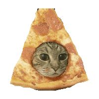 Hungry Cat Sticker by imoji