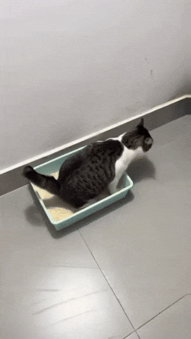 Cat Falling GIF