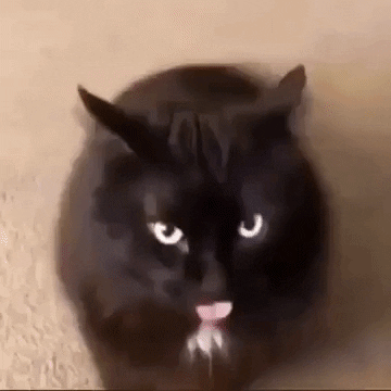 giphygifmaker maxwell cat meme GIF