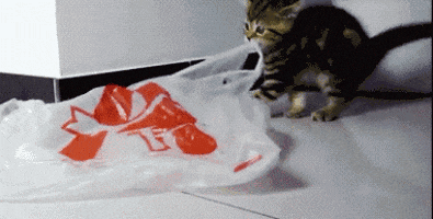 cats toy GIF