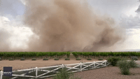 Massive Dust Cloud Rolls Across Vineyard in Southeast Arizona