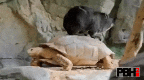 rides GIF