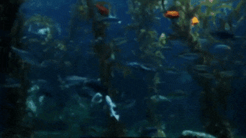 donovan wolfington GIF by Topshelf Records