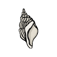 atelje shell pearls shells atelje Sticker