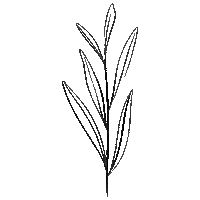 Art Illustration Sticker by eulenschnitt