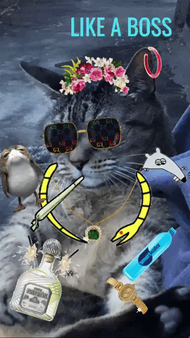 beeeky kitty swag like a boss bad boy GIF