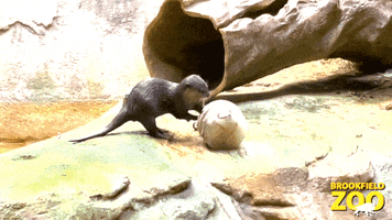 River Otters Eating GIF by Brookfield Zoo
