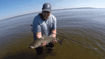 striped bass fishing blooper GIF by Predator Fly Gear