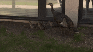 Happy Thanksgiving GIF by Minnesota State University Moorhead