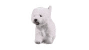 Sticker by Westminster Kennel Club