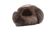 Wasabi Sticker by Westminster Kennel Club