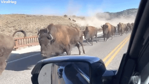 Bison Stampede Across Bridge In Yellowstone National Park GIF by ViralHog