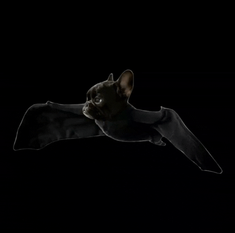 MagicalMochicorn giphyattribution bat frenchie frenchbulldog GIF