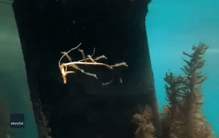 Baby Seahorses Float Freely by Clinging Onto Seaweed